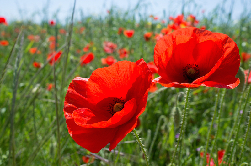 James McClean's decision not to wear poppy was his own, say Sunderland, Sunderland